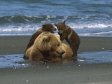 Alaskan Brown or Grizzly Bear (Ursus Arctos) Sow and Cubs on Shore  Katmai Nat'l Park  Alaska