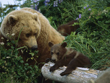 Grizzly Bear (Ursus Arctos Horribilis) Mother and Cubs  Katmai Nat'l Park  Alaska