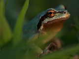 A Tree Frog at the Mouth of the Klamath Overlook