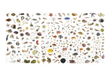 Coral Reef Creatures Collected Within a One Cubic Foot Container