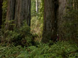 A Scientist Stands Next to an over 300 Foot Giant Redwood Tree