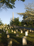 Dogwood Flowers and Graves at the Oakland Cemetery in Atlanta  Georgia