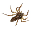 A Jumping Spider Collected from a Sample of Tropical Cloud Forest