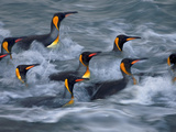 King Penguins Rinse in the Surf Zone of Gold Harbor