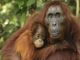 Orangutan (Pongo Pygmaeus) Female and Baby  Camp Leaky  Tanjung Puting Nat'l Park  Indonesia