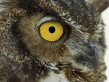 Great Horned Owl (Bubo Virginianus) Detail of Eye  North America