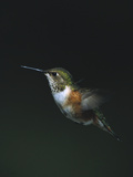 Rufous Hummingbird (Selasphorus Rufus) Female in Flight  Cordova  Alaska