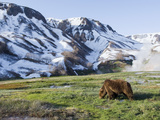Brown Bear (Ursus Arctos) Foraging  Kamchatka  Russia