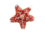 A Sea Starfish Collected from a Sample of Coral Reef