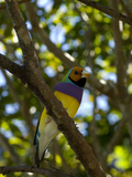 Captive Endangered Lady Gouldian Finch  Erythrura Gouldiae  Perching