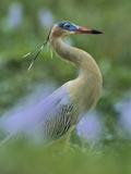 Whistling Heron (Syrigma Sibilatrix)  Southern Pantanal  Brazil