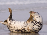 Grey Seal (Halichoerus Grypus) Scratching on Beach  North Sea  Helgoland  Germany