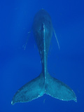 Humpback Whale (Megaptera Novaeangliae)  Nat'l Marine Sanctuary (Photo Obtained under NMFS Permit)