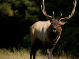 A Roosevelt Elk Bull in Prairie Creek Redwoods State Park