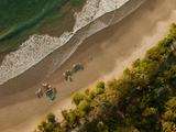 Cows Strolling Along the Beach