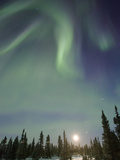 Northern Lights or Aurora Borealis over Boreal Forest with Rising Moon  North America