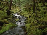 Creek in Temperate Rainforest Along Eyak Lake  Cordova  Alaska