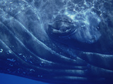 Humpback Whale (Megaptera Novaeangliae)  Maui  Hawaii (Photo Obtained under NMFS Permit)