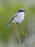 Loggerhead Shrike (Lanius Ludovicianus)  Fort Desoto Park  Florida