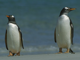 Gentoo Penguin (Pygoscelis Papua) Pair on Beach  Falkland Islands