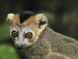 Crowned Lemur (Eulemur Coronatus) Male  Ankarana Special Reserve  Madagascar