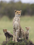 Cheetah (Acinonyx Jubatus) Mother and Eight to Nine Week Old Cubs  Maasai Mara Reserve  Kenya