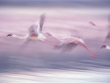 Lesser Flamingo (Phoenicopterus Minor) Flock Flying at Lake Biogorias National Park  Kenya