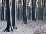 Snow on Trees in Bavarian Black Forest  Southern Germany