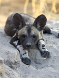 African Wild Dog (Lycaon Pictus) Six to Eight Week Old Pup  Okavango Delta  Botswana