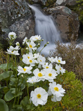 Great Mountain Buttercup (Ranunculus Lyallii) Beside Upper Whitcombe River  Canterbury  New Zealand