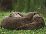 European River Otter (Lutra Lutra) Sisters Resting  Europe