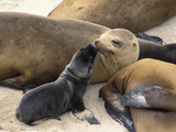 California Sea Lion (Zalophus Californianus) Mother and Pup  Channel Islands Nat'l Park  California