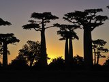 Grandidier's Baobab (Adansonia Grandidieri) Forest at Sunset Near Morondava  Madagascar