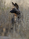 African Wild Dog (Lycaon Pictus) in Tall Grass  Okavango Delta  Botswana