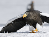 Steller's Sea Eagle (HaliaeetusPelagicus) Walking over Snow in Agressive Posture  Kamchatka  Russia