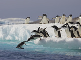 Adelie Penguin (Pygoscelis Adeliae) Jumping Off Iceberg into Icy Water  Paulet Island  Antarctica