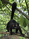 Black Lemur (Lemur Macaco) Male  Lokobe Nature Special Reserve  Madagascar
