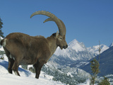 Alpine Ibex (Capra Ibex) Adult Male Standing in Snowy Mountains  Alps  France