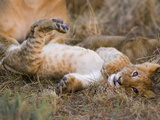 African Lion (Panthera Leo) Playful Cub Sprawling on Back  Masai Mara Nat'l Reserve  Kenya