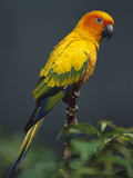 Sun Parakeet (Aratinga Solstitialis)  Native to South America