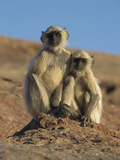 Hanuman Langur (Presbytis Entellus) Pair of Juveniles  India