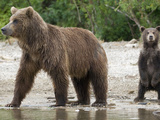 Brown Bear (Ursus Arctos) Mother and Cub Alertly Looking  Kamchatka  Russia
