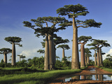 Grandidier's Baobab (Adansonia Grandidieri) Forest Near Morondava  Madagascar