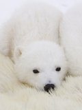 Polar Bear (Ursus Maritimus) Cubs on Top of their Mother  Wapusk Nat'l Park  Manitoba  Canada