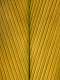 Palm Leaf Showing Midrib and Veination  Yavari River  Amazon Basin  Peru
