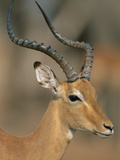 Impala (Aepyceros Melampus) Male  Chobe Nat'l Park  Botswana