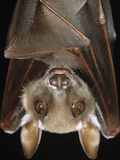 Buettikofer's Epauletted Bat (Epomops Buettikoferi) Close Up of Face