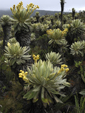 Frailejones (Espeletia Sp) Flowering  Purace Nat'l Park  Colombia