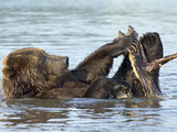 Brown Bear (Ursus Arctos) Playing with a Piece of Wood  Kamchatka  Russia