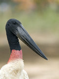 Jabiru Stork (Jabiru Mycteria)  Pantanal  Brazil